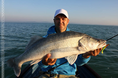 A süllős „gumizás” avagy mikor kezdődik a pergető szezon?