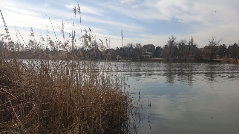 Hidegvérű dévérek
