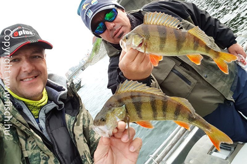 Svéd csukák és csapók a horgon